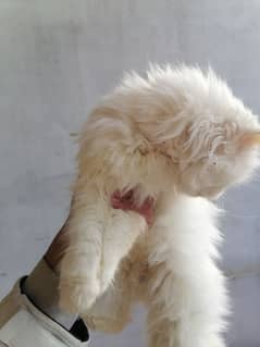 PERSIAN CAT FOR SALE TRIPLE COAT SEMI PUNCHED FACE FEMALE