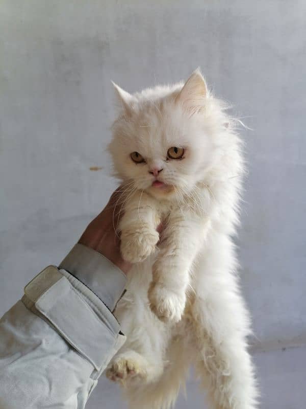 PERSIAN CAT FOR SALE TRIPLE COAT SEMI PUNCHED FACE FEMALE 1