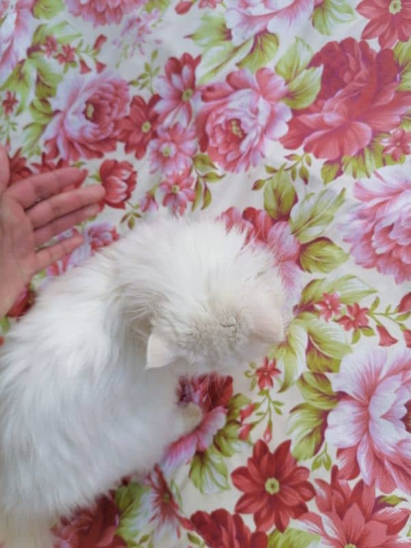 PERSIAN CAT FOR SALE TRIPLE COAT SEMI PUNCHED FACE FEMALE 2