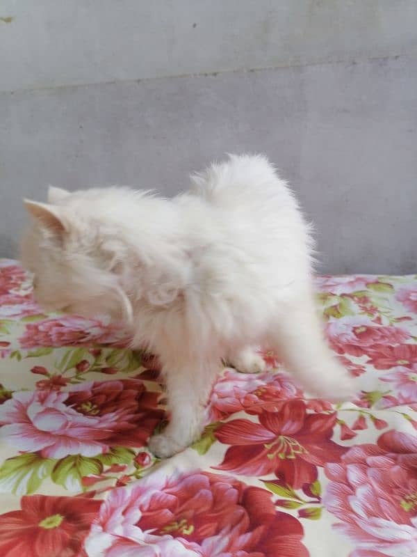 PERSIAN CAT FOR SALE TRIPLE COAT SEMI PUNCHED FACE FEMALE 3