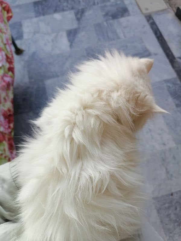 PERSIAN CAT FOR SALE TRIPLE COAT SEMI PUNCHED FACE FEMALE 4