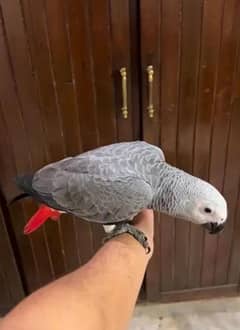 African grey parrot checks for sale03351695560