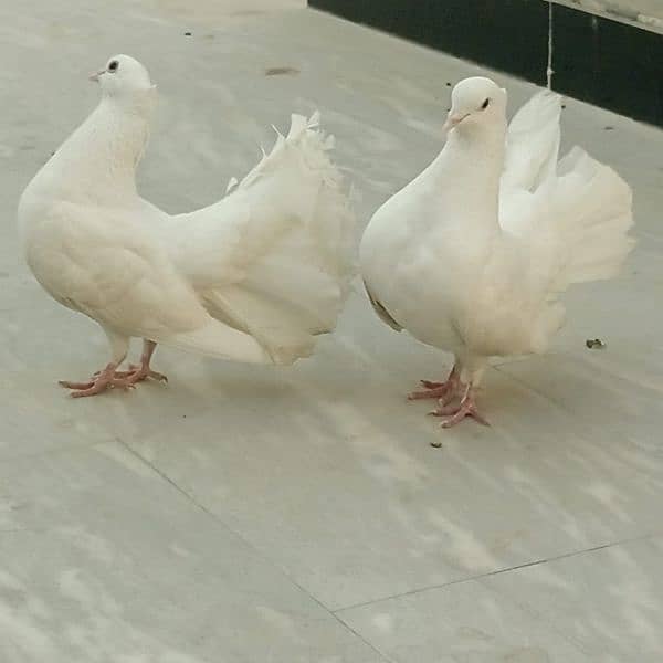 Pure White Fancy pigeons pair 0