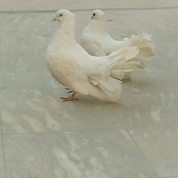 Pure White Fancy pigeons pair 1