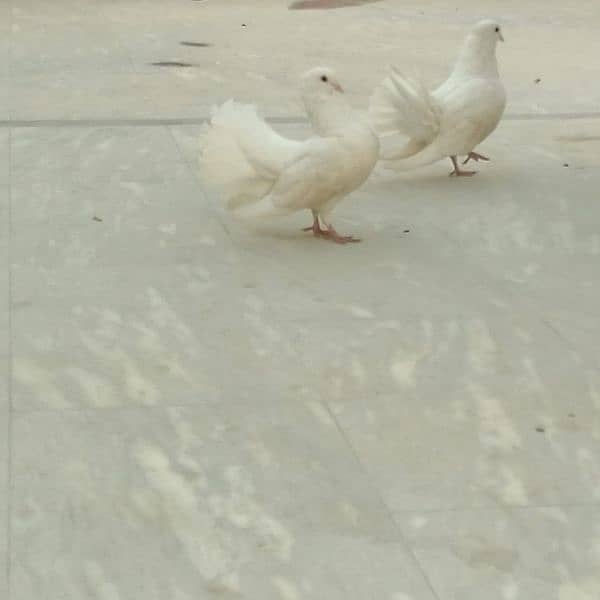 Pure White Fancy pigeons pair 2