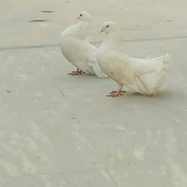 Pure White Fancy pigeons pair 3