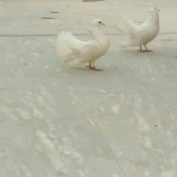 Pure White Fancy pigeons pair 4