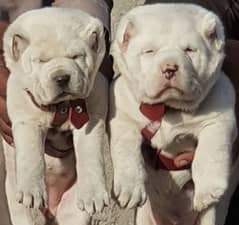 Alabai dog | King Alabai pair / imported breed Alabai dog