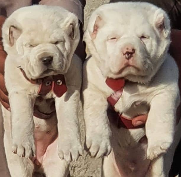 alabai dog pair 2 months for sale security dog 0