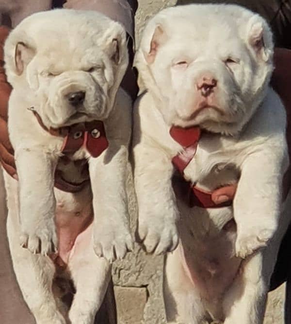 alabai dog pair 2 months for sale security dog 1