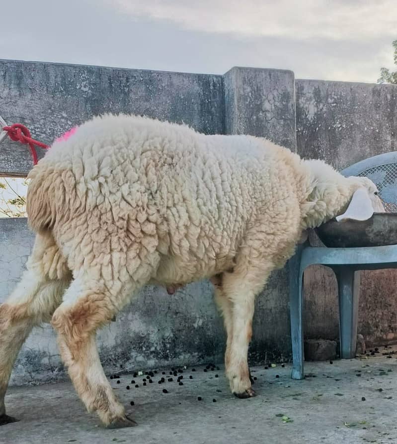 kajla /chatra / bakra | mundra | Breader | بکرا | male Sheep /goat 3