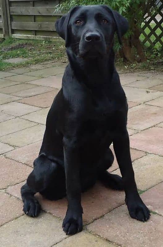 Labrador Black Male age 2 Years Very Healthy and Active 0