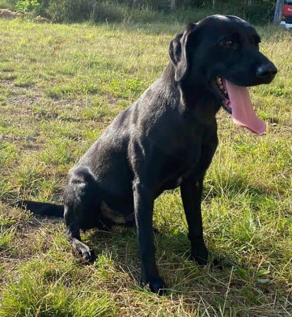 Labrador Black Male age 2 Years Very Healthy and Active 1