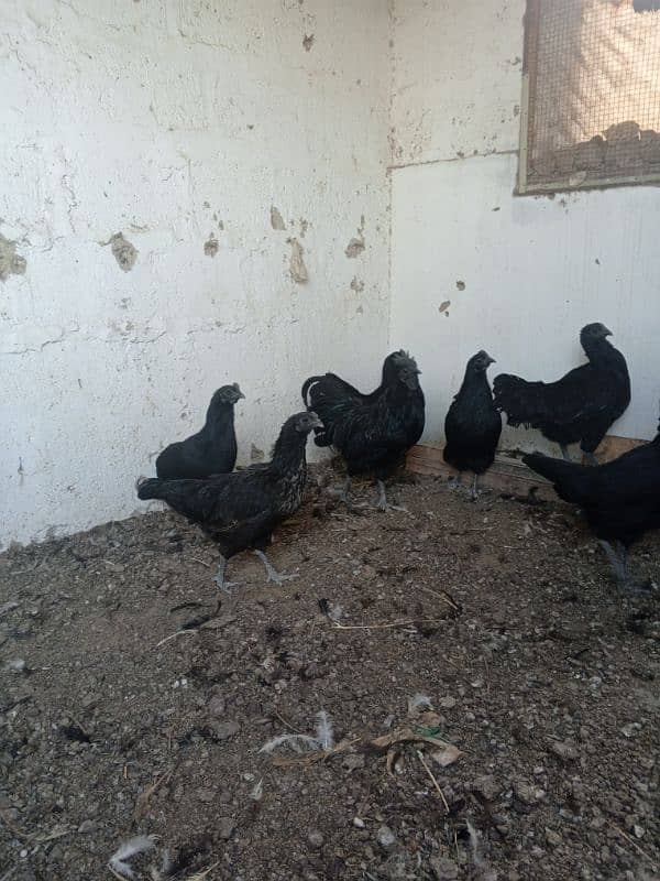 ayam cemani  for sale good and healthy 03222507767 0