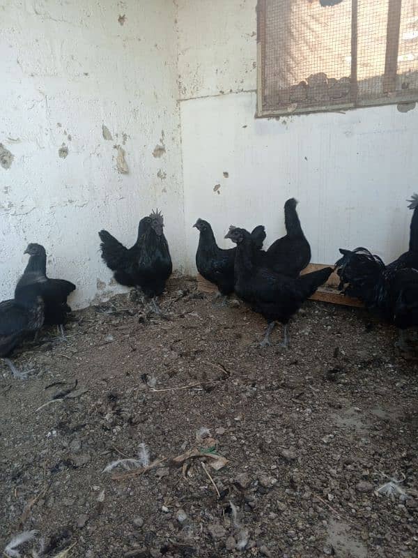 ayam cemani  for sale good and healthy 03222507767 1