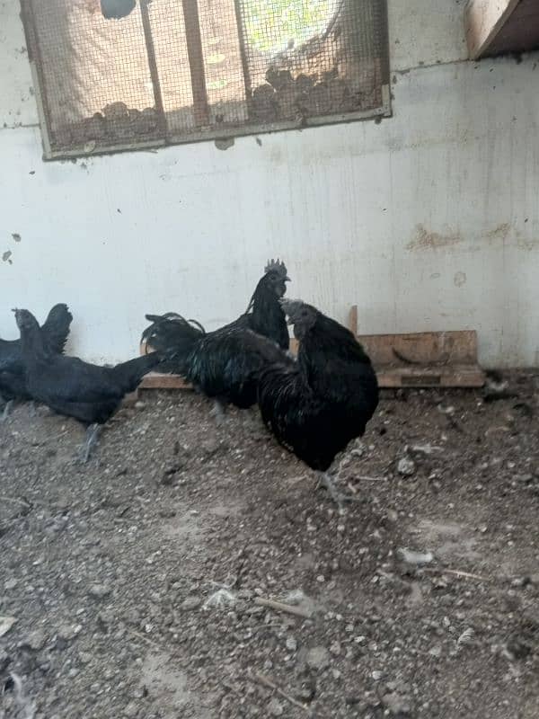 ayam cemani  for sale good and healthy 03222507767 2