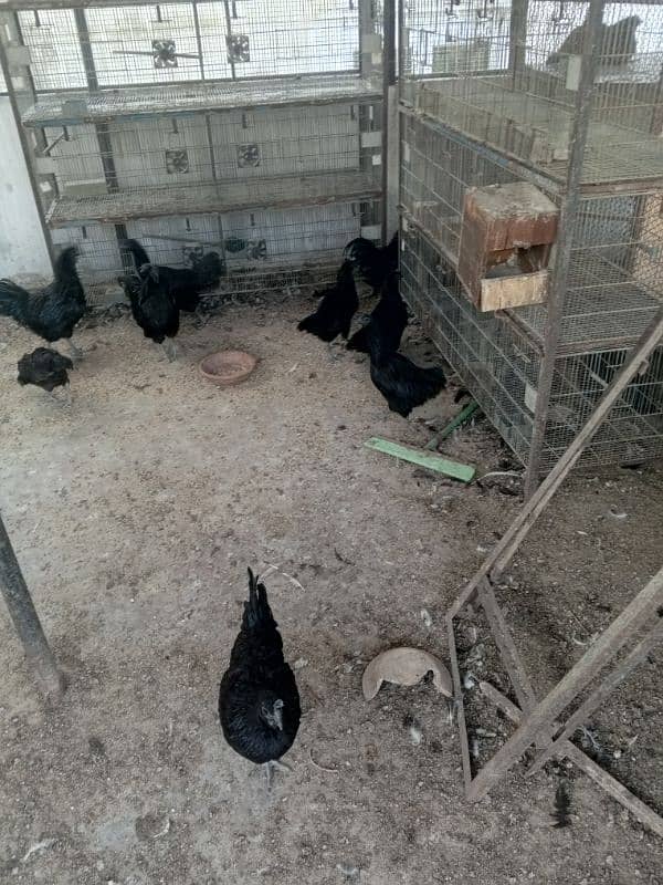 ayam cemani  for sale good and healthy 03222507767 3