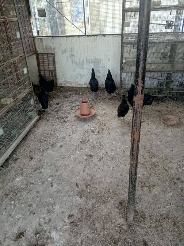 ayam cemani  for sale good and healthy 03222507767 4