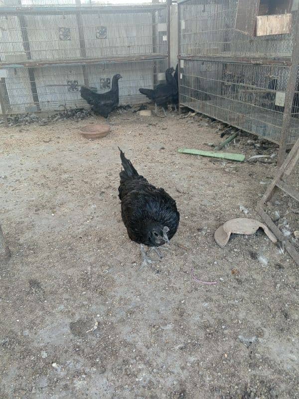 ayam cemani  for sale good and healthy 03222507767 5