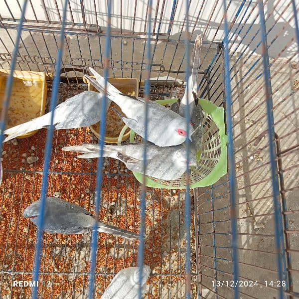 Diamond Dove pairs 5