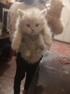 2  Persian kittens available for sale