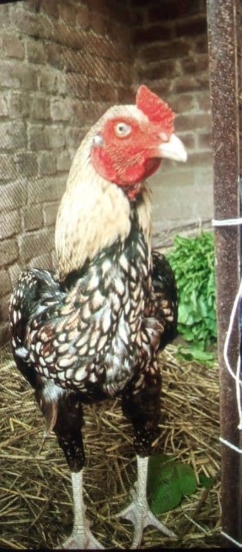 Hen about 1.3 year and rooster 8months 6