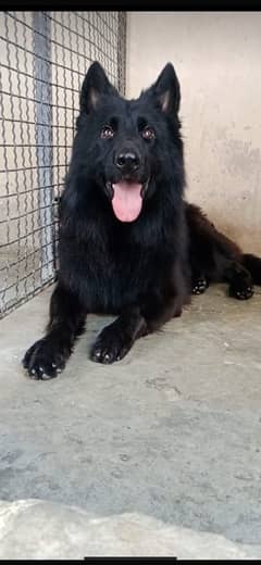 German shepherd black (Stud)