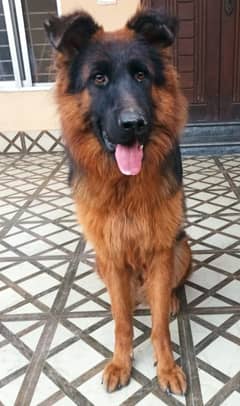 German Shepherd for Sala/