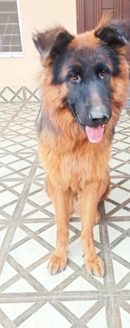 German Shepherd for Sale 1