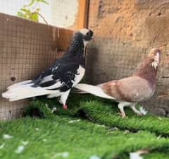 Dobaaz pair for sale high quality