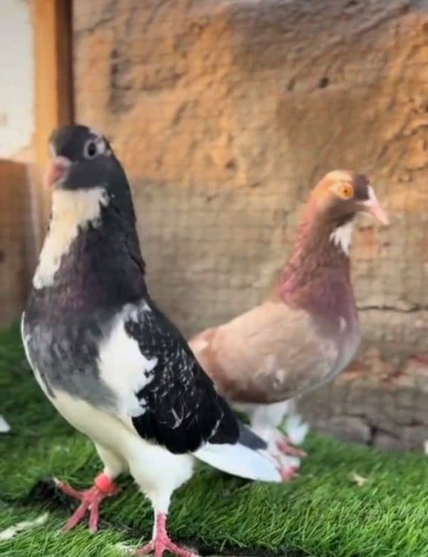 Dobaaz pair for sale high quality 1