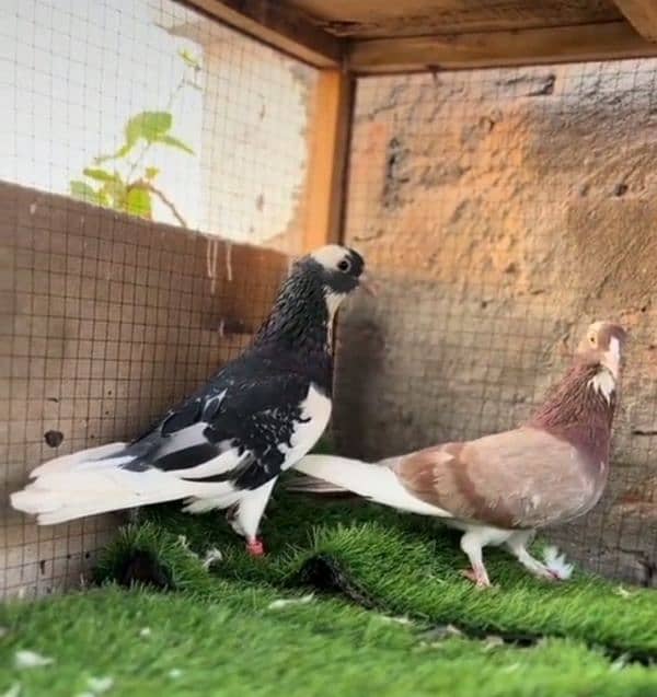 Dobaaz pair for sale high quality 2