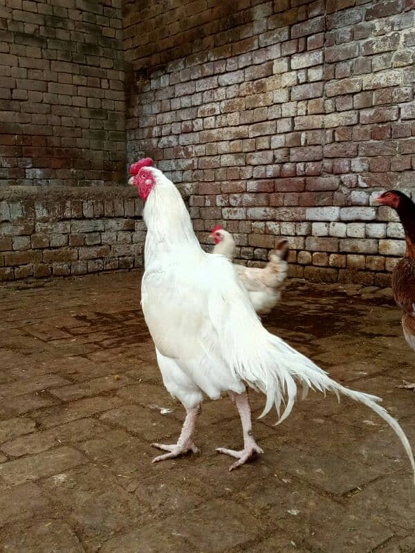 beautiful Heera breeder Murga 0