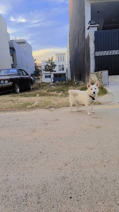 Russion Female Dog For Sale