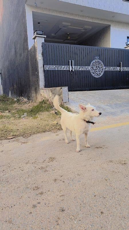 Russion Female Dog For Sale 1