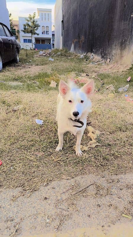 Russion Female Dog For Sale 2