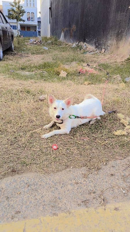 Russion Female Dog For Sale 3