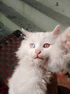 WHITE PERSIAN