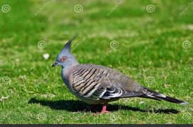 crusted  Dove / Australian  Dove /Birds