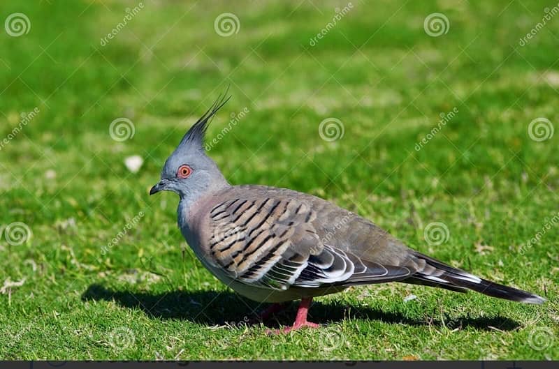 crusted  Dove / Australian  Dove /Birds 0