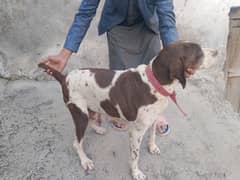 Germen pointer / pointer dog for sale