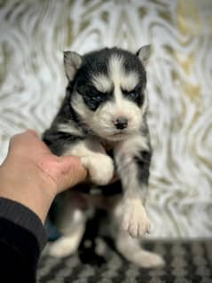 Wolly coat husky Male / Female both available