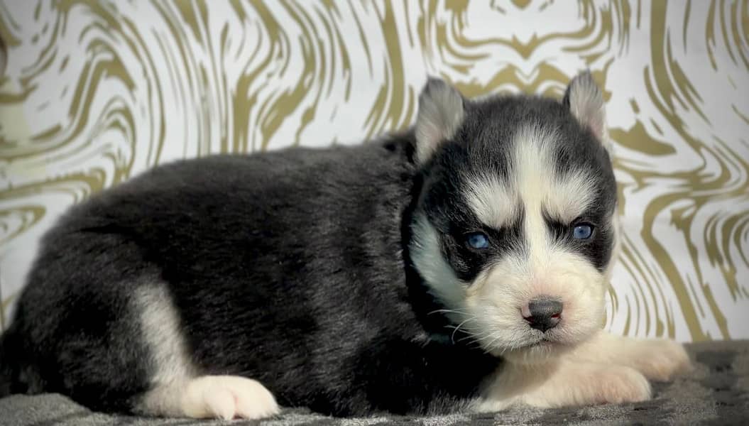 Wolly coat husky Male / Female both available 1