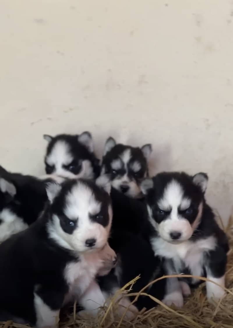 Wolly coat husky Male / Female both available 2