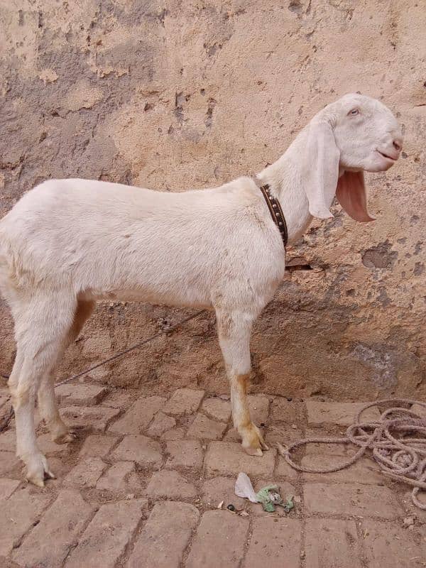 Bakri 0