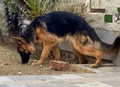 5 month Male Pup German shepherd pure. . .