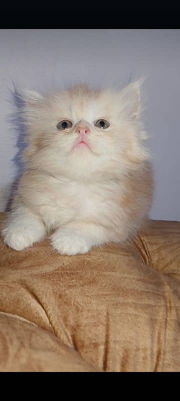 Persian kittens 1