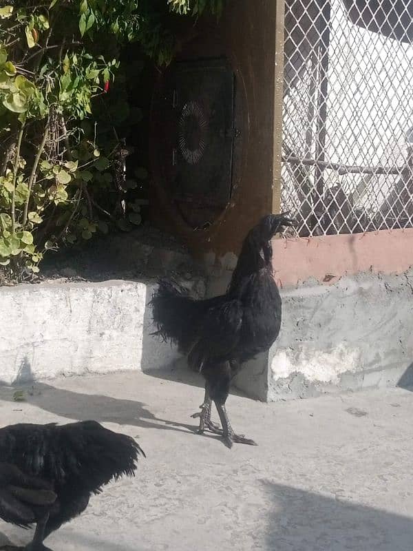 ayam cemani 1