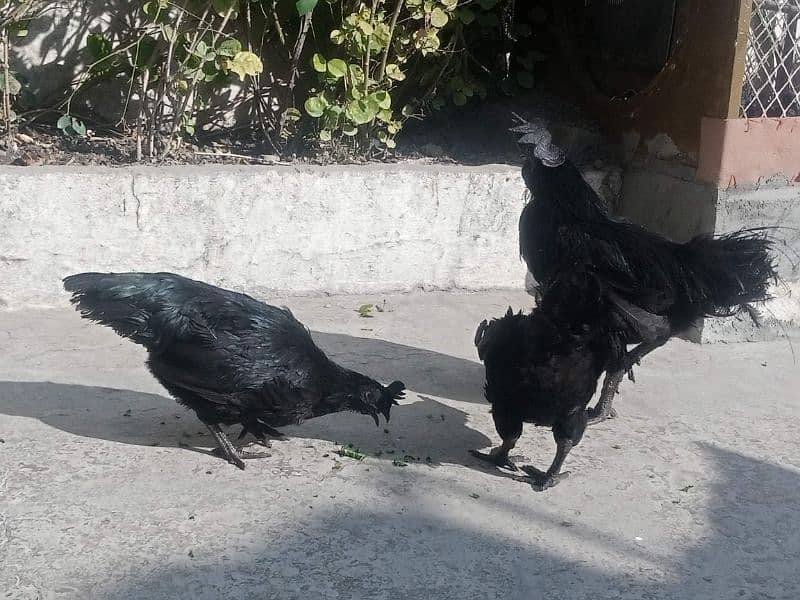 ayam cemani 2