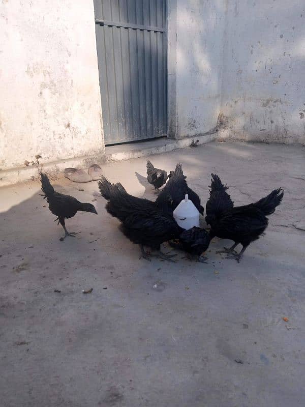 ayam cemani 3